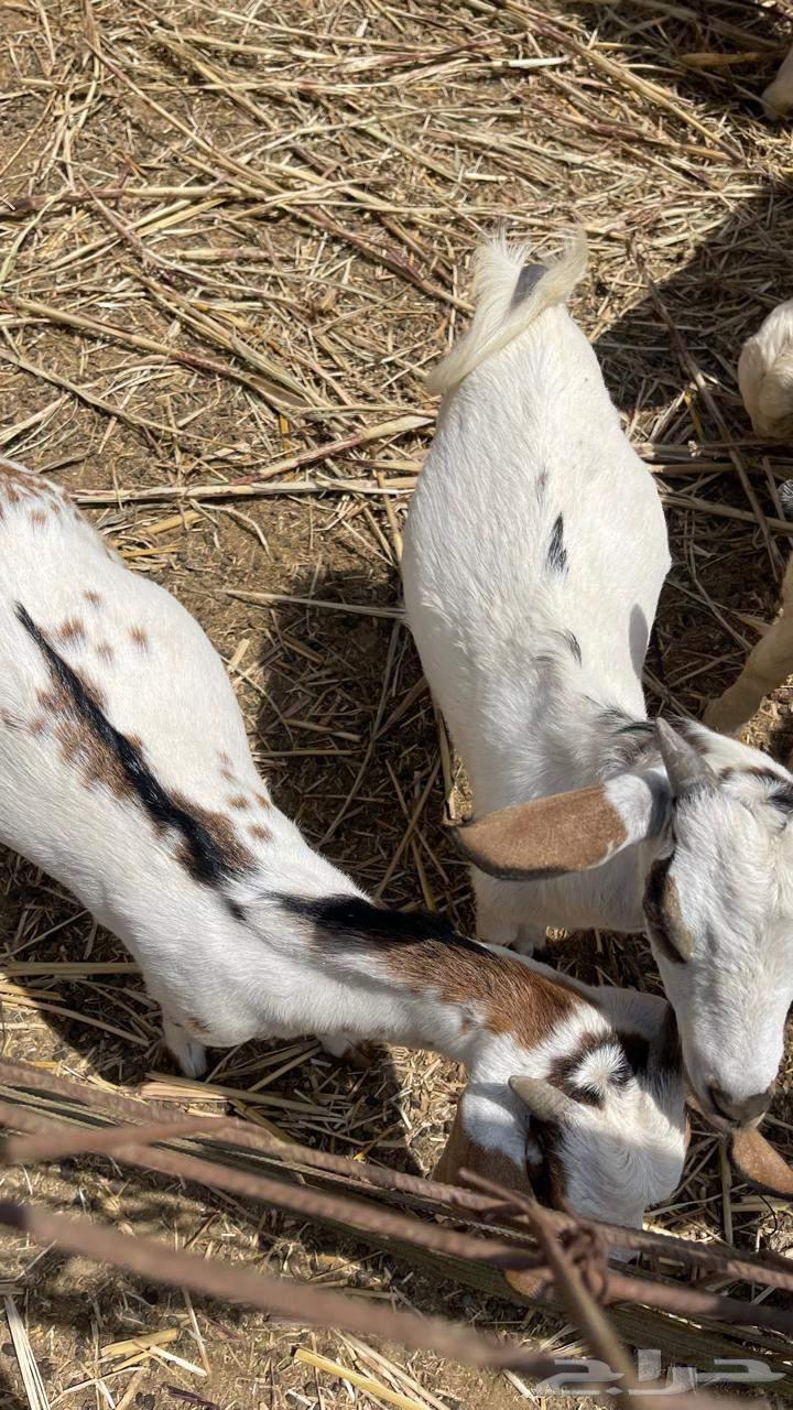 Two goats with wool like a museum, God's will, God bless.63144655578243114