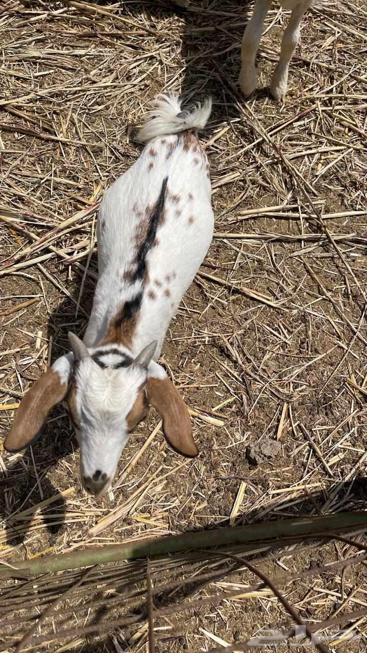 Two goats with wool like a museum, God's will, God bless.631446555782431110
