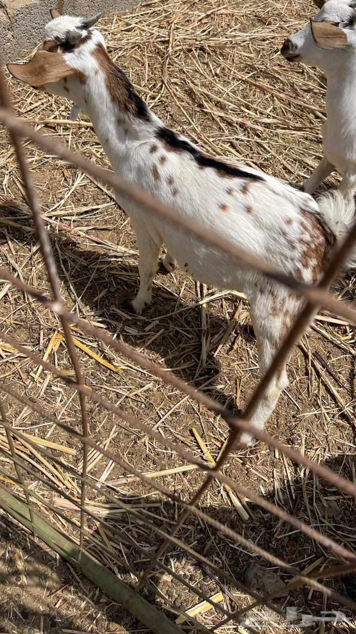 Two goats with wool like a museum, God's will, God bless.63144655578243111
