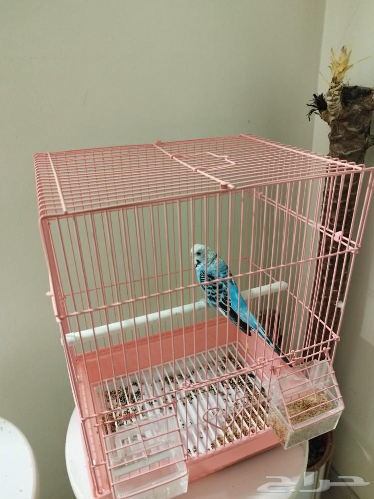 Pet birds63145102467714112