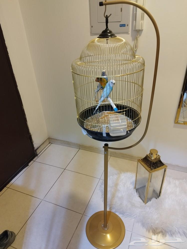 Pet birds63145102467714113