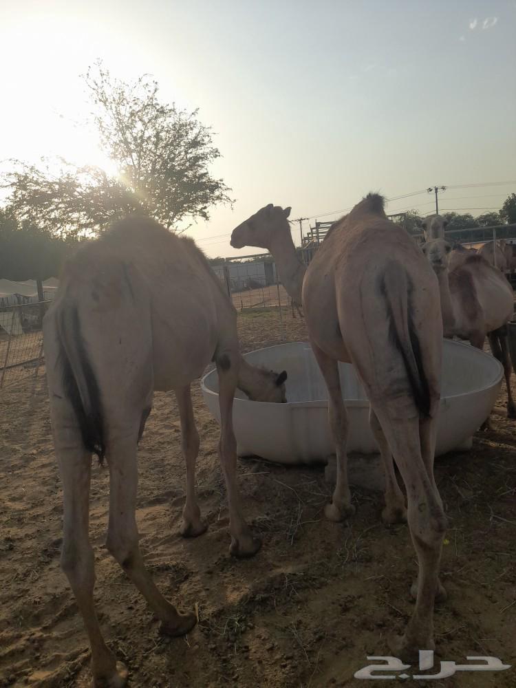 حاشى صومالى بربرى وتيوس63496805302914111