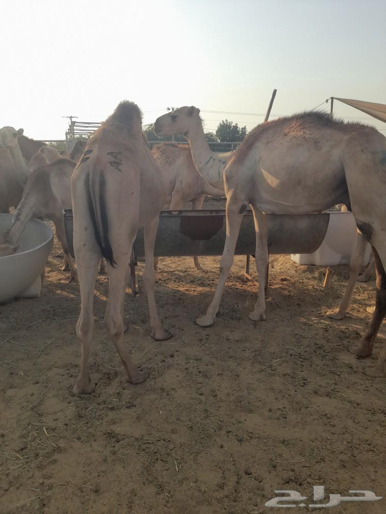 حاشى صومالى بربرى وتيوس63496805302914110