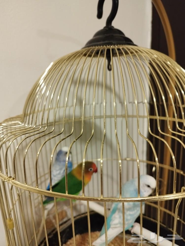 Pet birds63145102467714111