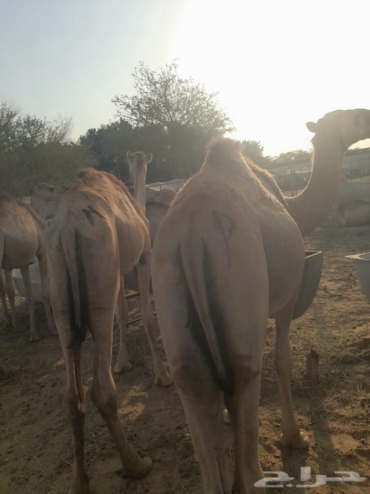 حاشى صومالى بربرى وتيوس63496805302914114
