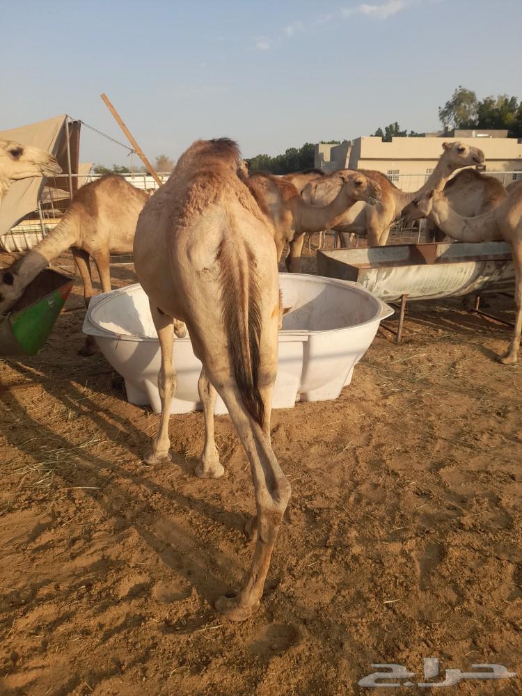 حاشى صومالى بربرى وتيوس63496805302914113