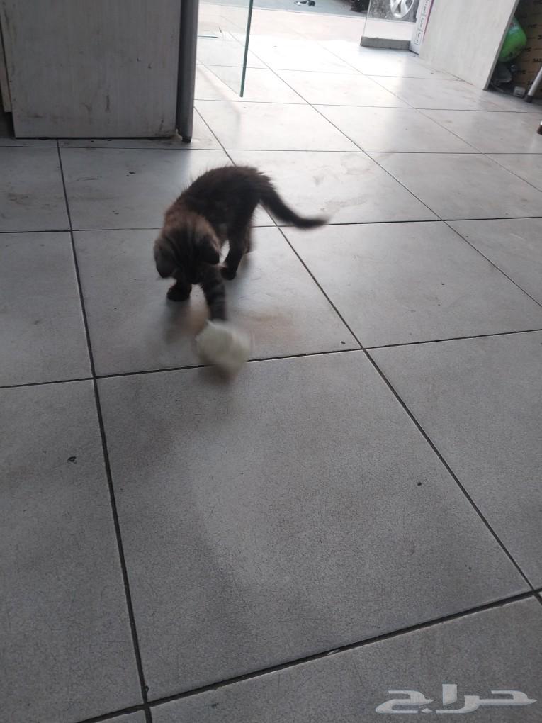 But for sale or adoption63496912339714112