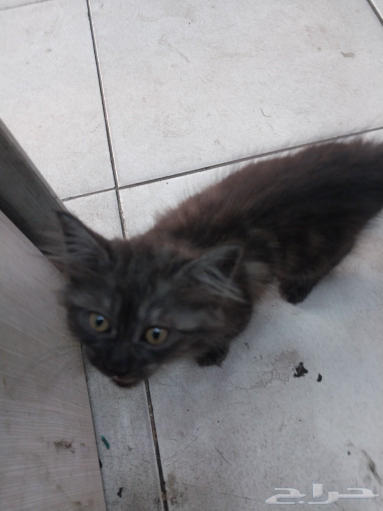 But for sale or adoption63496912339714111