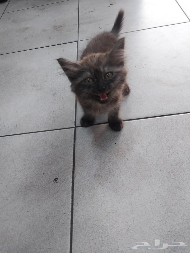 But for sale or adoption63496912339714114