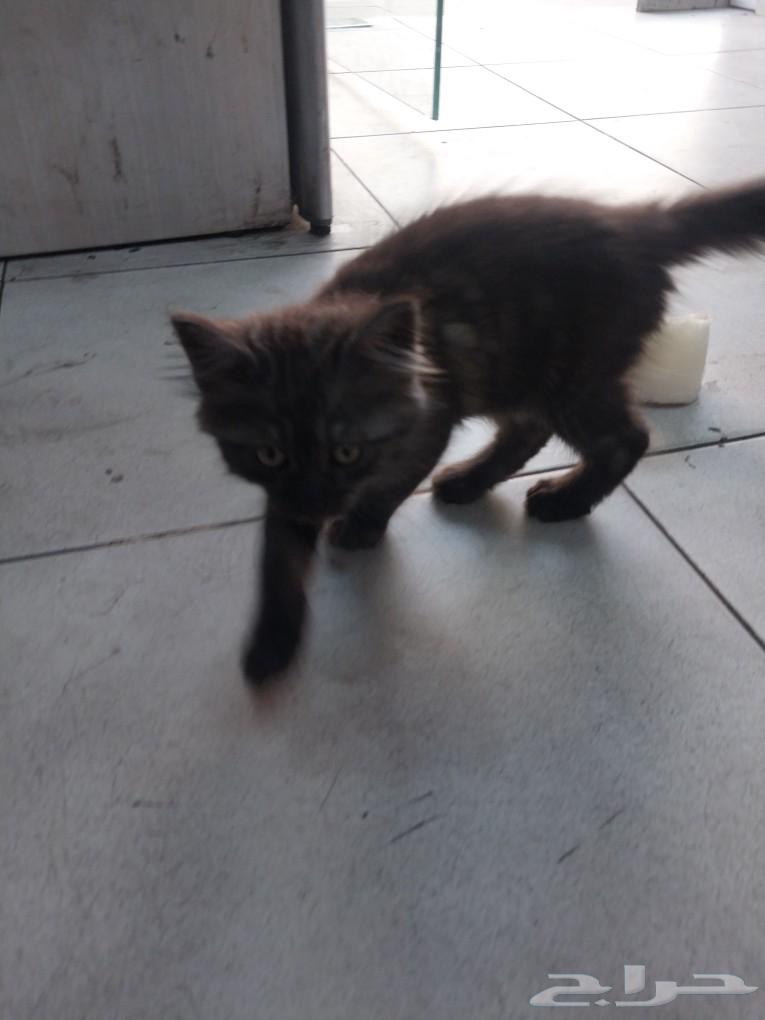 But for sale or adoption63496912339714113