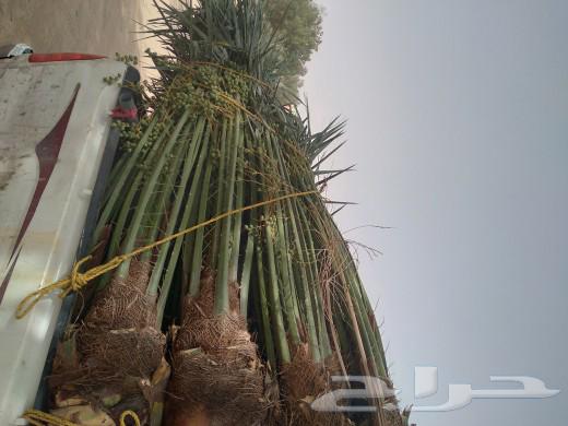 We have all kinds of fruit-bearing palm trees and their varieties, and all types of dates.63010623443586112