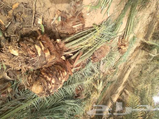 We have all kinds of fruit-bearing palm trees and their varieties, and all types of dates.63010623443586111