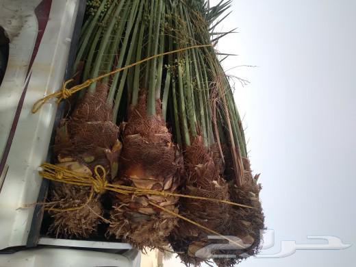 We have all kinds of fruit-bearing palm trees and their varieties, and all types of dates.63010623443586113