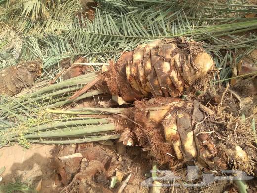 We have all kinds of fruit-bearing palm trees and their varieties, and all types of dates.630106234435861128