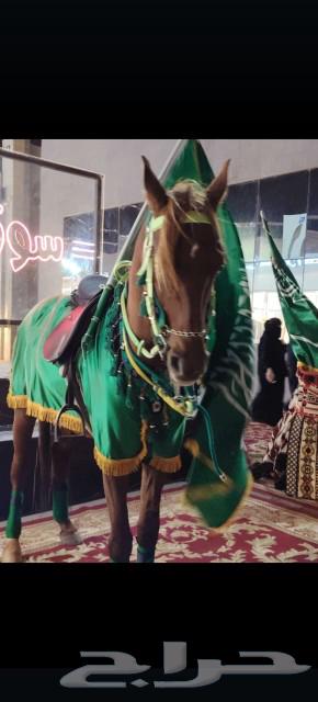 Rent beauty and Arabian horses rent63180570668930111