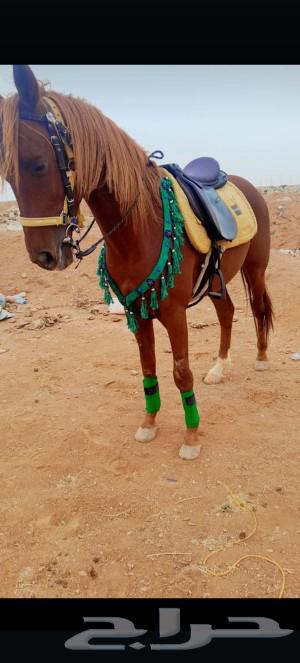 Rent beauty and Arabian horses rent63180570668930118