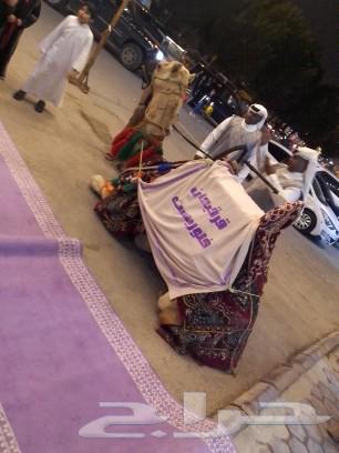 Rent beauty and Arabian horses rent63180570668930114