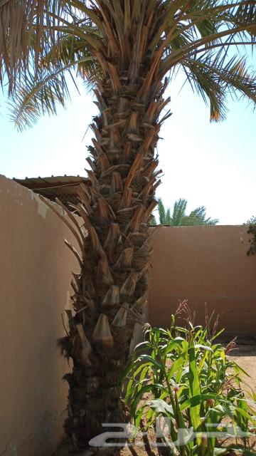 Palm trees for sale63181037838850111