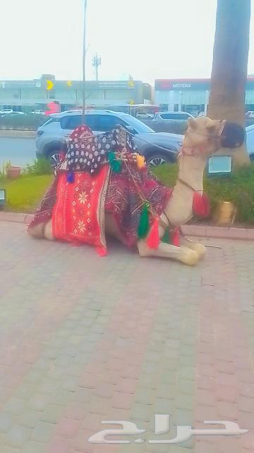 Rent beauty and Arabian horses rent63180570668930112