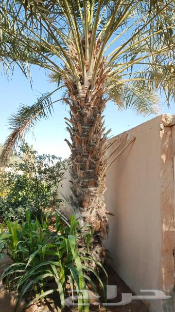 Palm trees for sale63181037838850113