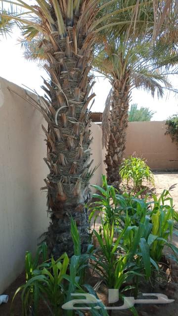 Palm trees for sale63181037838850112