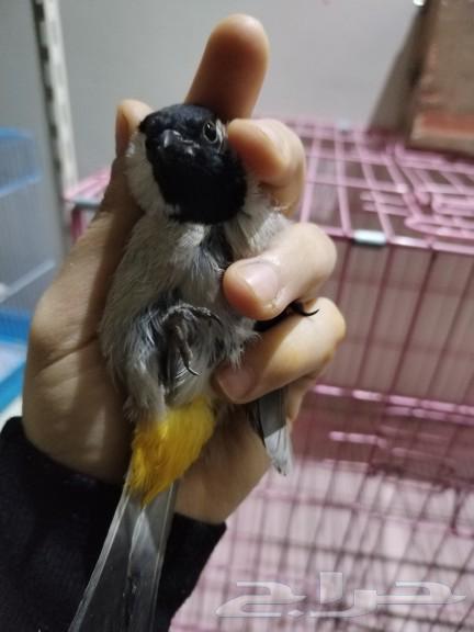 أزواج بلابل مغردة ومنتجة63179107406850114