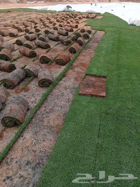 Thil Si 2000, clean and natural site, Al-Kharj63181033756929112