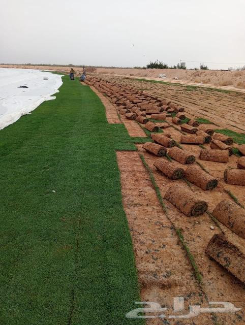Thil Si 2000, clean and natural site, Al-Kharj63181033756929113