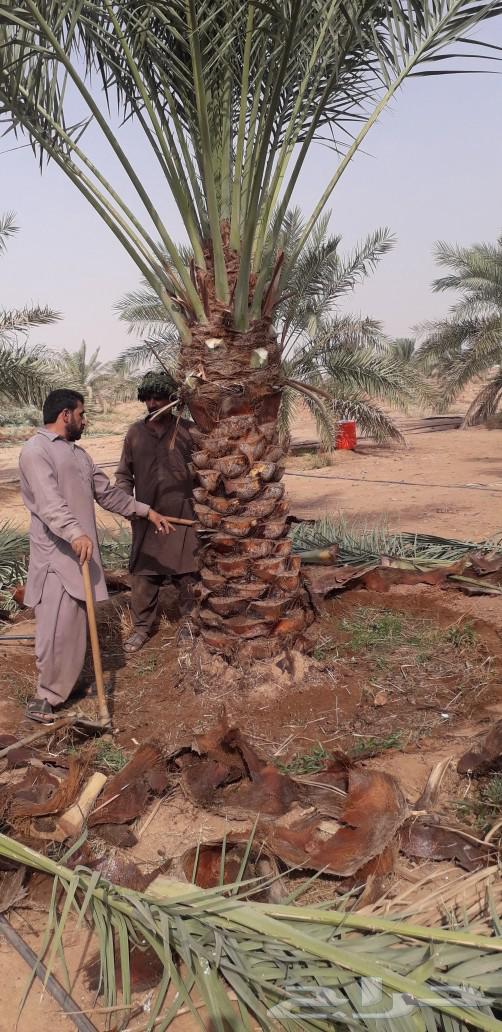 Palm trees for sale, all types631791118068511111