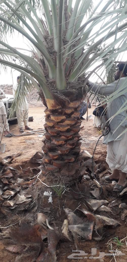 Palm trees for sale, all types63179111806851111