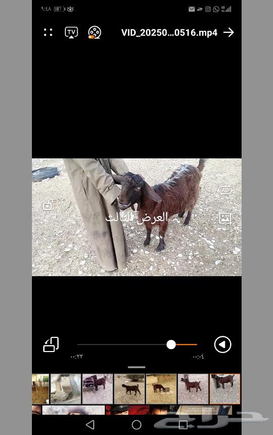 A Cypriot ram and goat, and a Syrian goat63180064213890112
