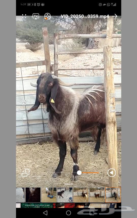 A Cypriot ram and goat, and a Syrian goat631800642138901113