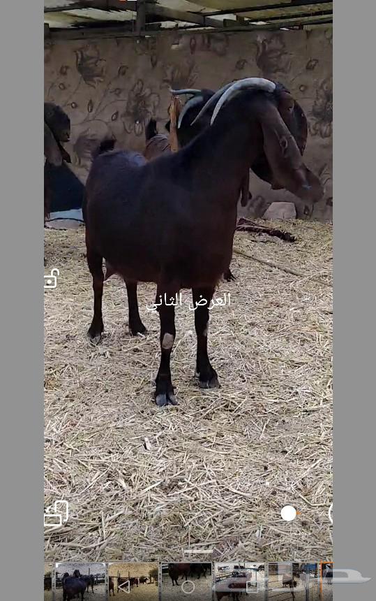 A Cypriot ram and goat, and a Syrian goat63180064213890111