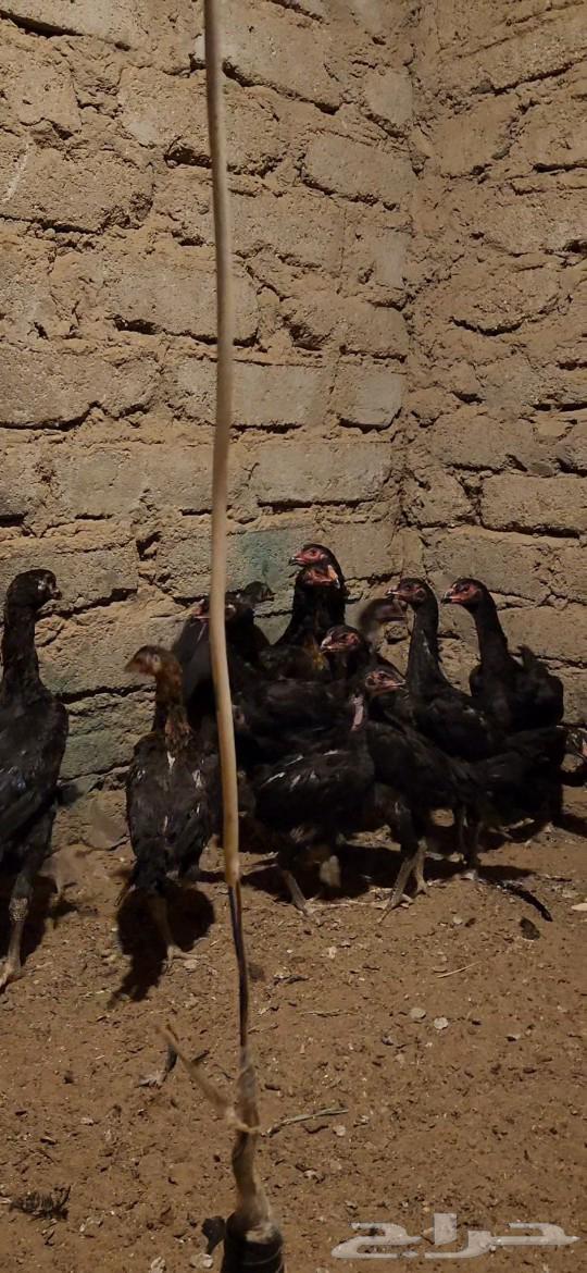 Froukh Shamoo Almani Dam Hazaz63182504133379114