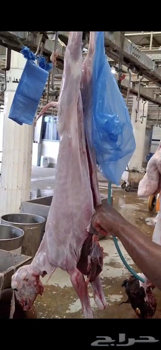 Goats with middle trunk or large trunk or luxury lambs63180578914563117