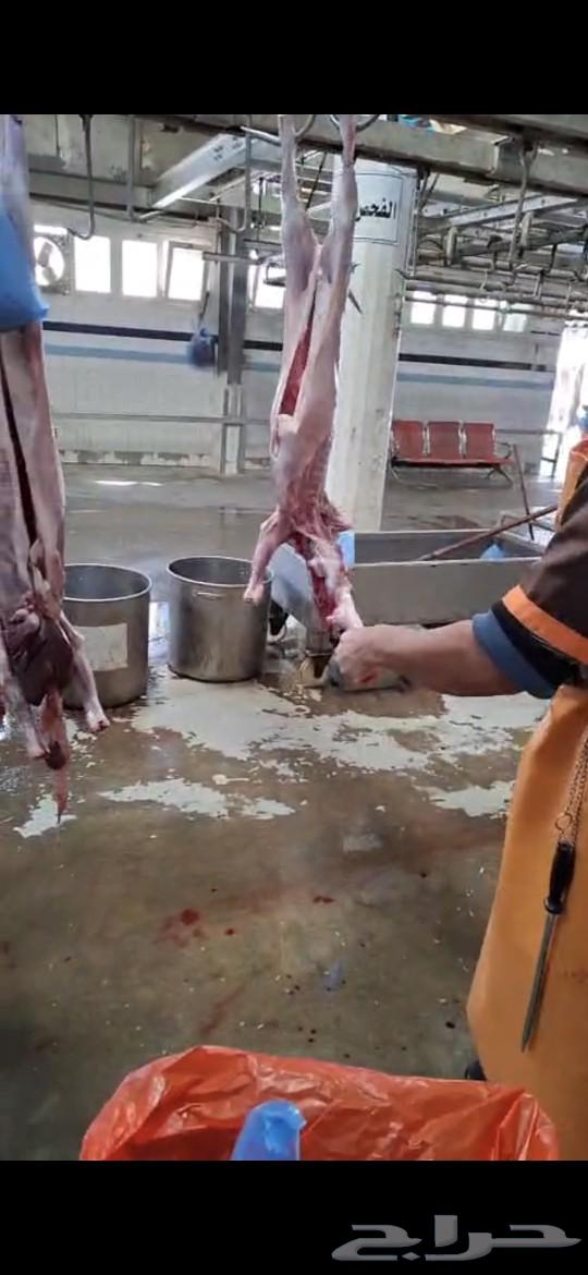 Goats with middle trunk or large trunk or luxury lambs63180578914563111