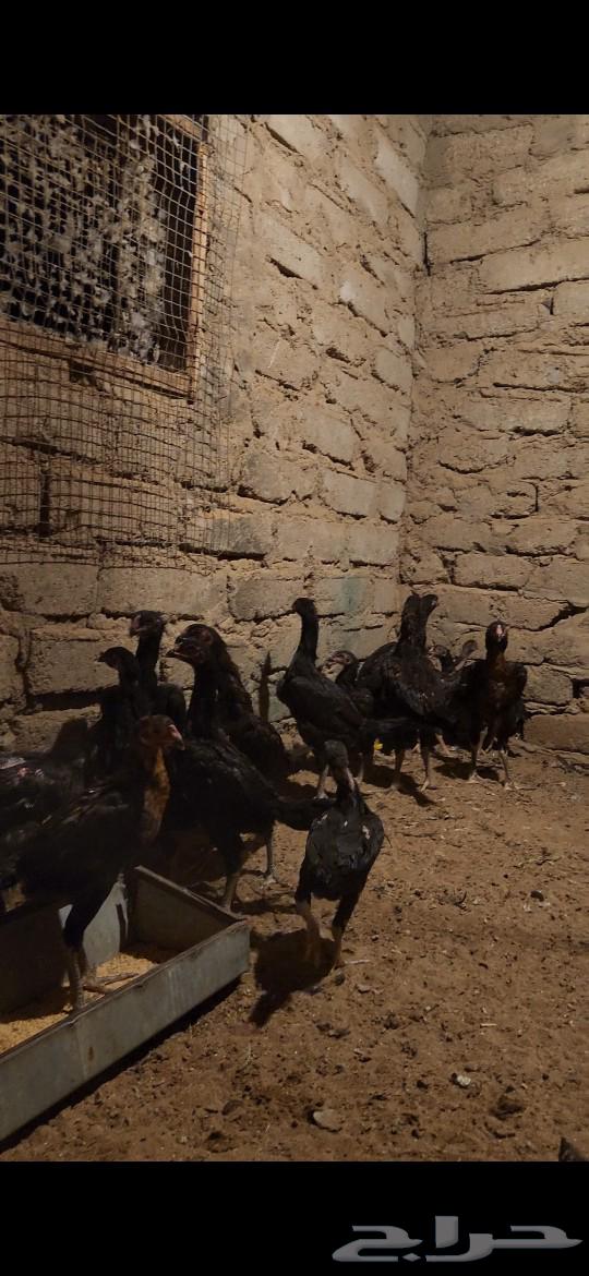 Froukh Shamoo Almani Dam Hazaz63182504133379111