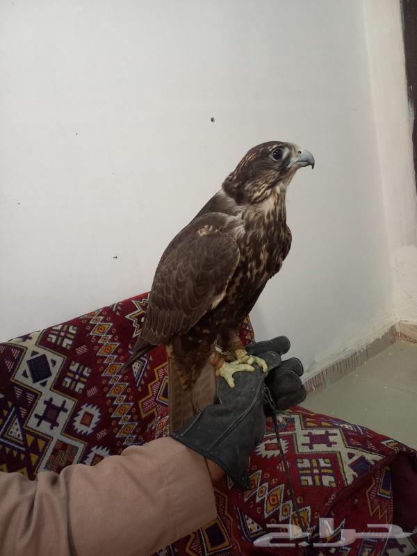 Rent beauty and Arabian horses rent63180570668930113