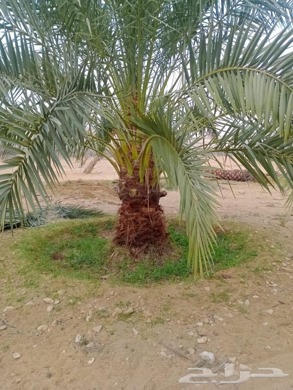 Palm trees for sale63181037838850118