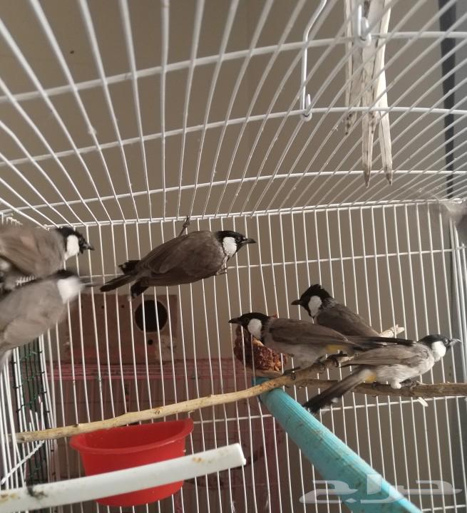 أزواج بلابل مغردة ومنتجة63179107406850111