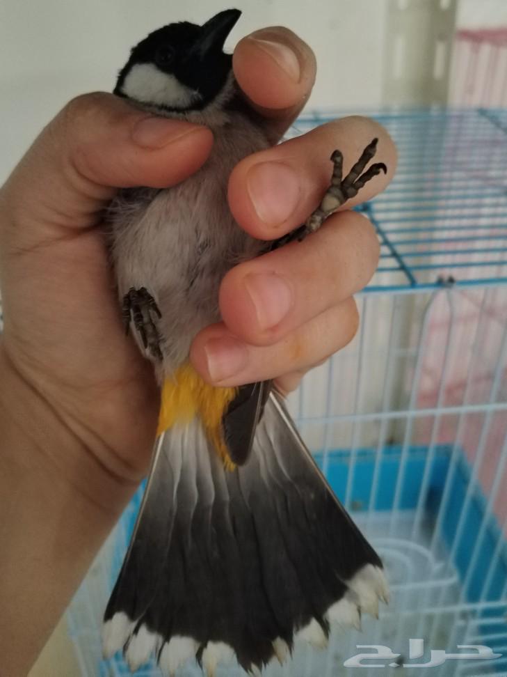 أزواج بلابل مغردة ومنتجة63179107406850113