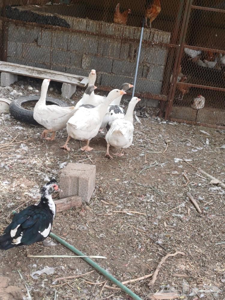 My sheep gave birth to 4 females and 2 males, God willing, producing milk in abundance.63181025929345112