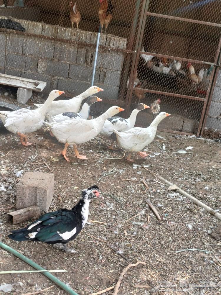 My sheep gave birth to 4 females and 2 males, God willing, producing milk in abundance.63181025929345111
