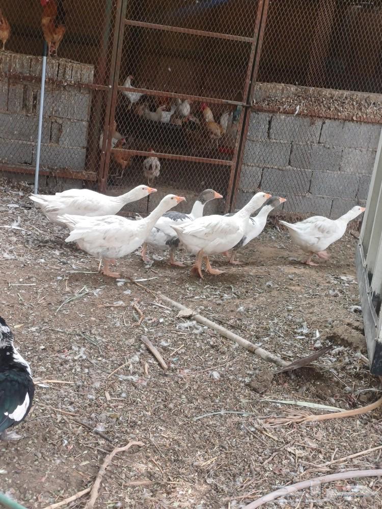 My sheep gave birth to 4 females and 2 males, God willing, producing milk in abundance.63181025929345112