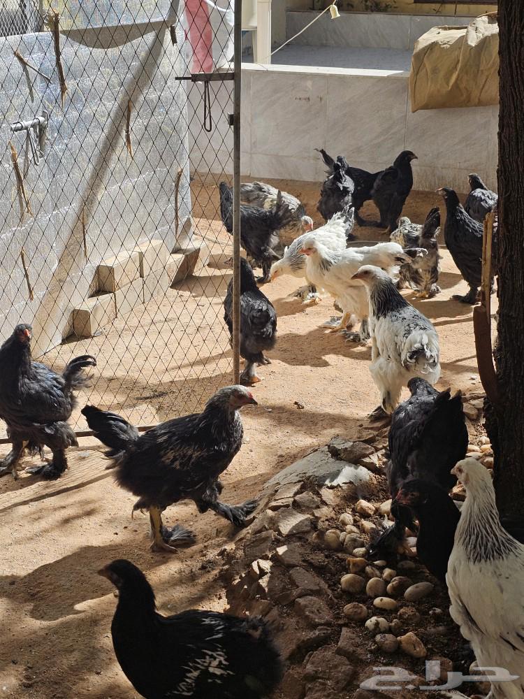 دجاج براهما فرنسي العمر حول 4 شهور63180574615427113