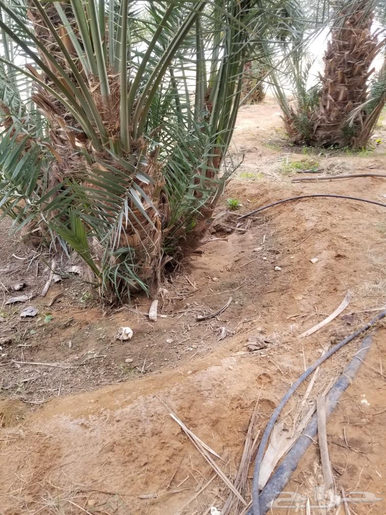 Crescent palm63180078691329113