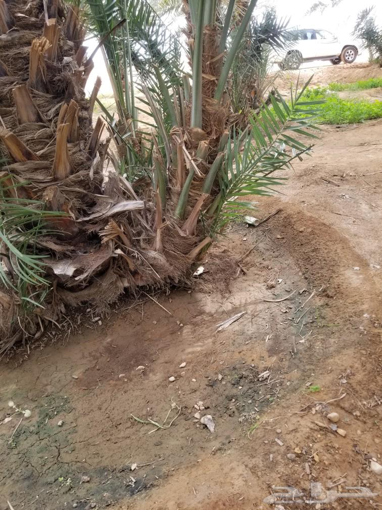 Crescent palm63180078691329112