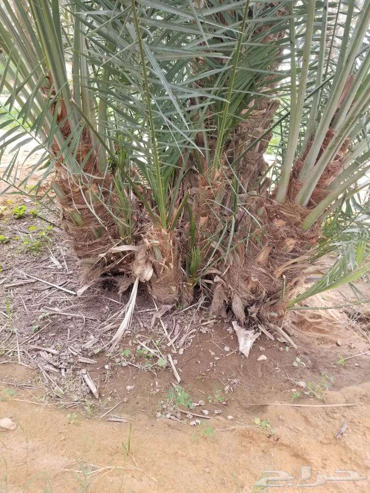 Crescent palm63180078691329110