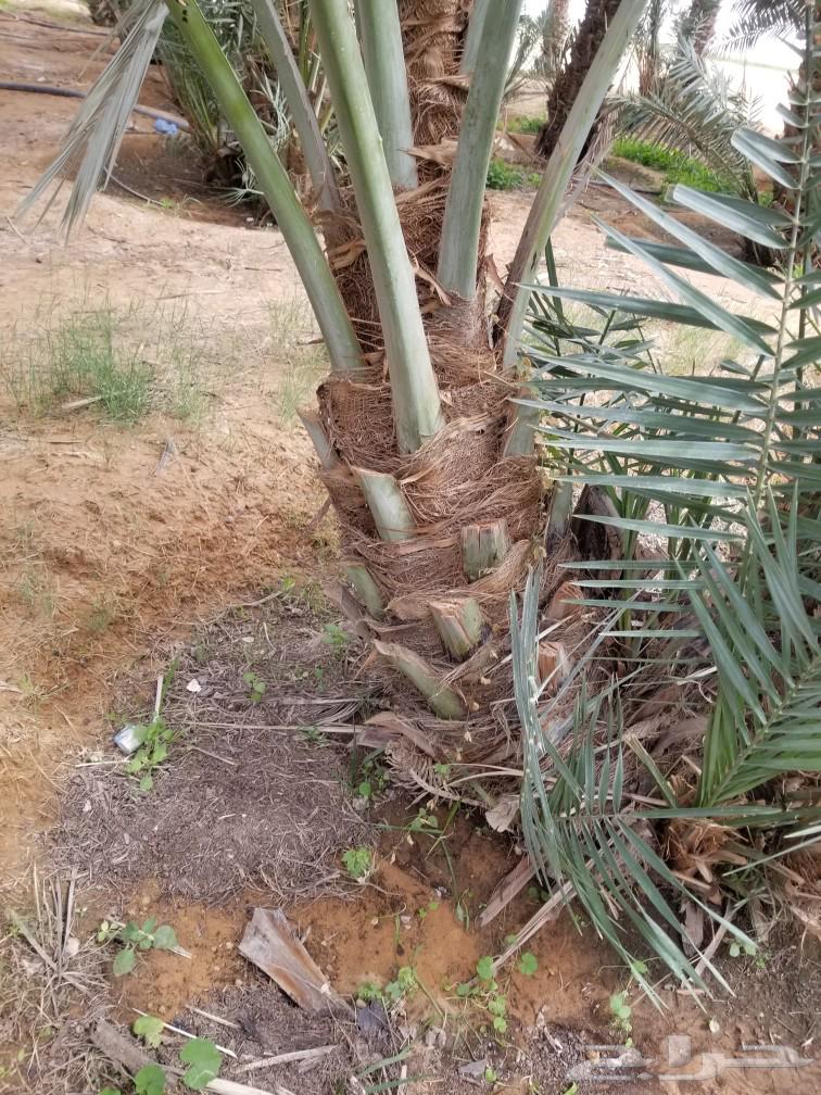 Crescent palm63180078691329114