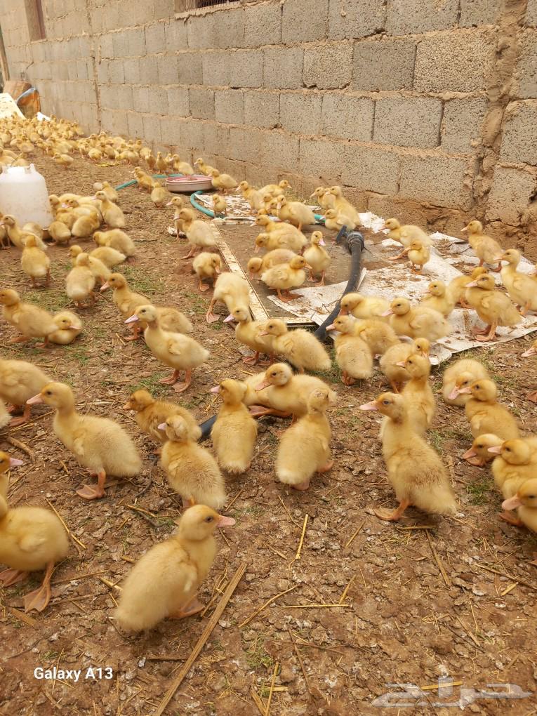 500 10-day-old Beijing duck sauce63180094516865114